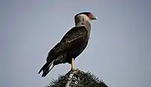 Carancho en Córdoba, Argentina.