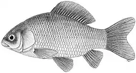 Carassius carassius (Carpín)