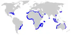 Distribución del tiburón aleta negra.