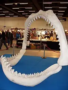 Carcharocles megalodon.