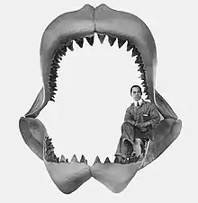 Mandíbulas de Megalodon (Tiburón del Mioceno)