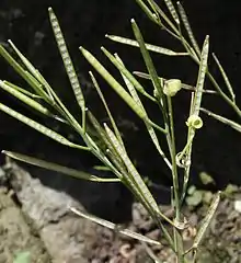 Silicuas de Cardamine impatiens.