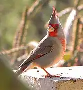 Cardenal pardo (Cardinalis sinuatus)