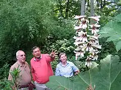 Cardiocrinum giganteum yunnanense