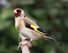 Un jilguero europeo  (Carduelis carduelis)