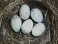 Nido con huevos de Carduelis chloris.