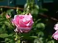 'Carefree Beauty', Buck 1977. Rosa híbrido de cruce con ascendentes parentales de Semillas: [ ('Dean Collins' x 'Queen Elizabeth') x ('Independence' x 'Improved Lafayette') ] y Polen: 'Prairie Princess'.