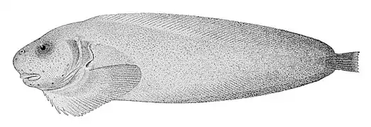 Careproctus furcellus