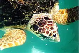 Caguama (Caretta caretta)