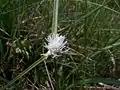 Las flores femeninas de Carex baldensis.