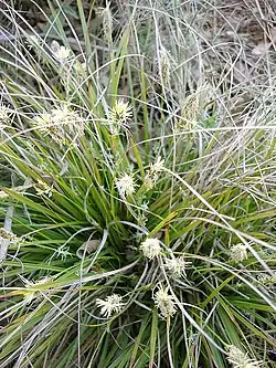 Cyperaceae ( juncias ), Yakutia 22,500 YBP,  Alaska y el Yukon 15,000-11,500 YBP