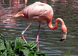 Phoenicopterus ruber