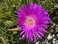 Carpobrotus acinaciformis en la Reserva De Hoop