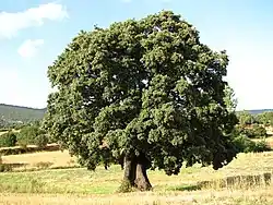 «Carrasca de las Raboseras»,  en Alobras (Teruel).