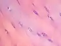 Imagen tomada con un microscopio óptico en la que se observan condrocitos formando parte del cartílago hialino.