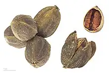 "Nueces pacana" (Carya illinoinensis).