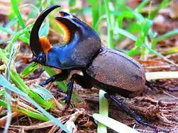 Cascarudo torito macho hallado en Sudamérica (Argentina)