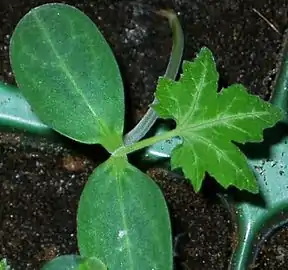 Plantín, primera hoja "normal" después de los cotiledones.