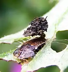 Larva de Cassida viridis con escudo fecal