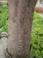 Corteza de un árbol joven