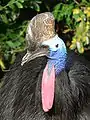 El casuario tiene la cabeza y cuello cubierto de carúnculas azules y dos colgantes rojas.