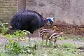 Macho adulto con sus crías en el Artis Zoo