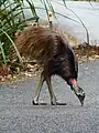 Un casuario joven cruzando la carretera en Australia