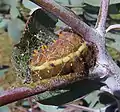 Larva tejiendo su capullo en una rama de eucalipto