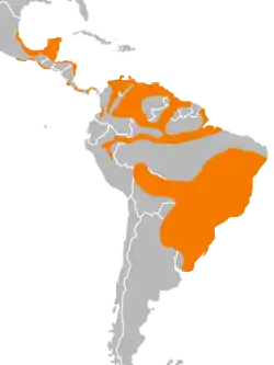 Distribución de C. burrovianus