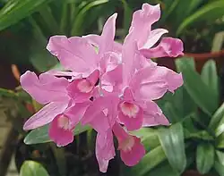 Cattleya skinneri