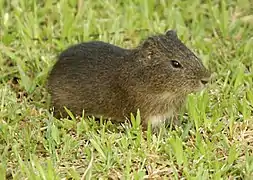 Curí (Cavia)