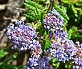 Ceanothus hearstiorum