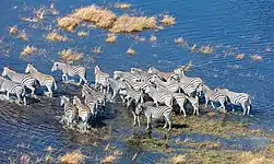 Cebras de Burchell (Equus quagga burchellii) en el delta.