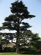 Cedrus libani