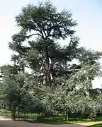 Cedrus atlantica 'Glauca'.