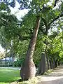 Ceiba speciosa, el palo borracho, árbol con un tronco reservante: un paquicaulo.