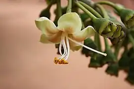 Flor de Ceiba pentandra.