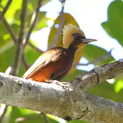 Celeus lugubris Pale-crested Woodpecker