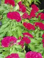 Celosia cristata. Nombre común: Flor de terciopelo.