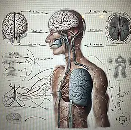 Creado por el grupo: zonas más afectadas por la actividad del gen CEMIP; especialmente el cerebro y los pulmones.