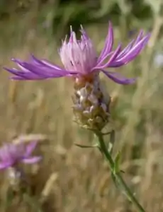 Centaurea costae Willk. (=Centaurea alba subsp. costae (Willk.) Dostál), planta pirenaica descrita por Willkomm en 1859