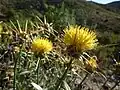 Centaurea saxicola, endemismo puntual de la provincia de Alicante, de la Región de Murcia y Almería en El Portús.