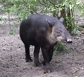 Tapir