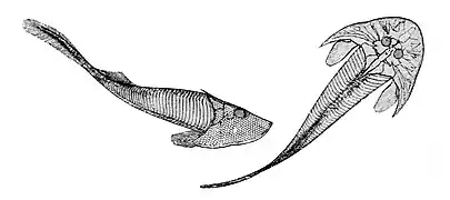 Cephalaspis lyellii.