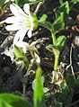 Cerastium arcticum