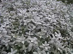 Cerastium biebersteinii