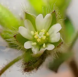 Cerastium brachypetalum