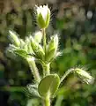 Cerastium brachypetalum