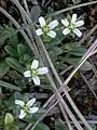 Cerastium diffusum