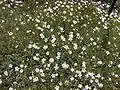 Cerastium gibraltaricum